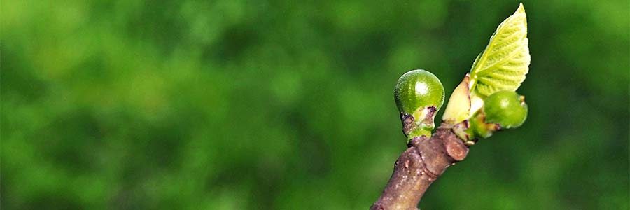 plant_banner